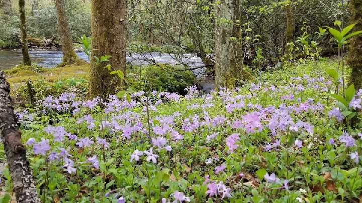 Blooming purple flowers by a tranquil stream.