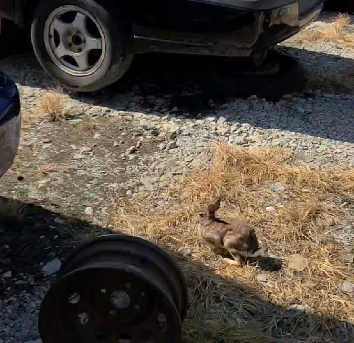 Rabbit hopping near abandoned cars and a rim.