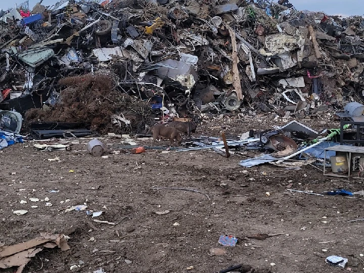 Scrapyard with a dog amidst piles of metal debris.