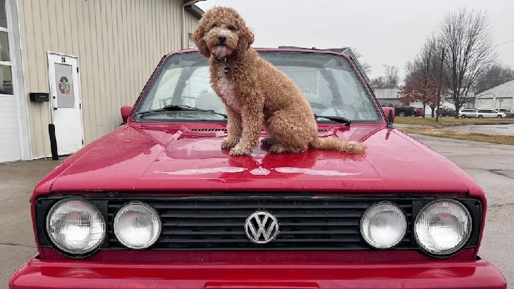 Dog sitting on a red Volkswagen car hood.