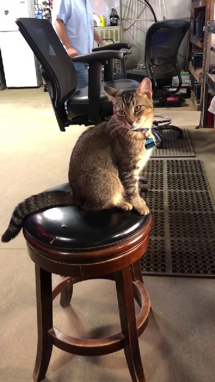 Cat sitting on a bar stool in a garage setting.