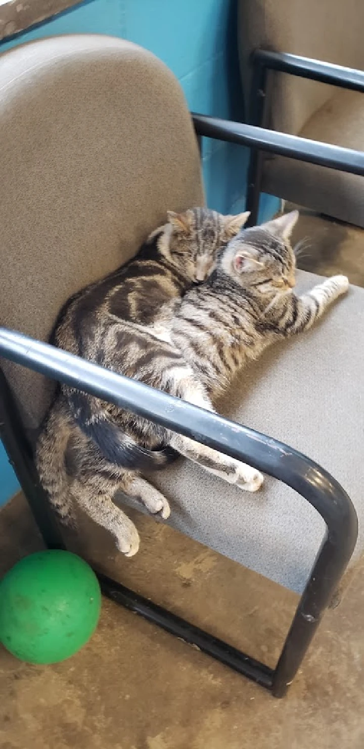 Two kittens cuddling on a chair.