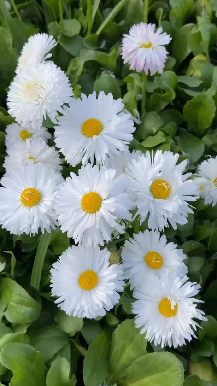 A cluster of white daisies in green foliage.