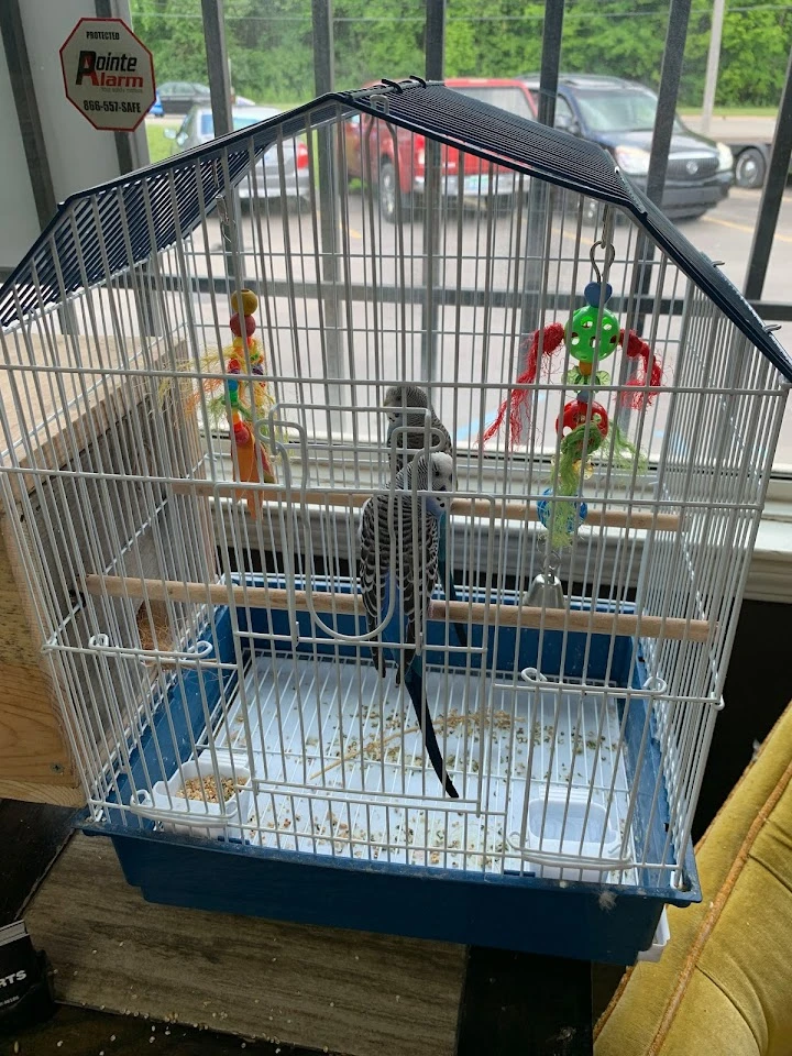 Budgie in a colorful birdcage at the auto shop.