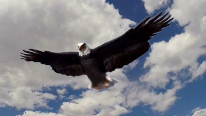 Eagle soaring in a blue sky with fluffy clouds.