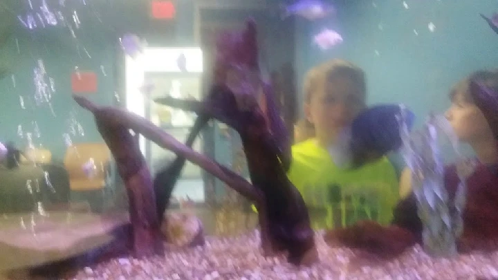 Kids observing fish in an aquarium setting.