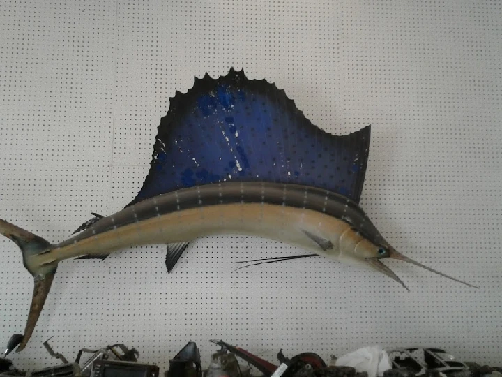 Mounted fish display at Texmex Auto Salvage.