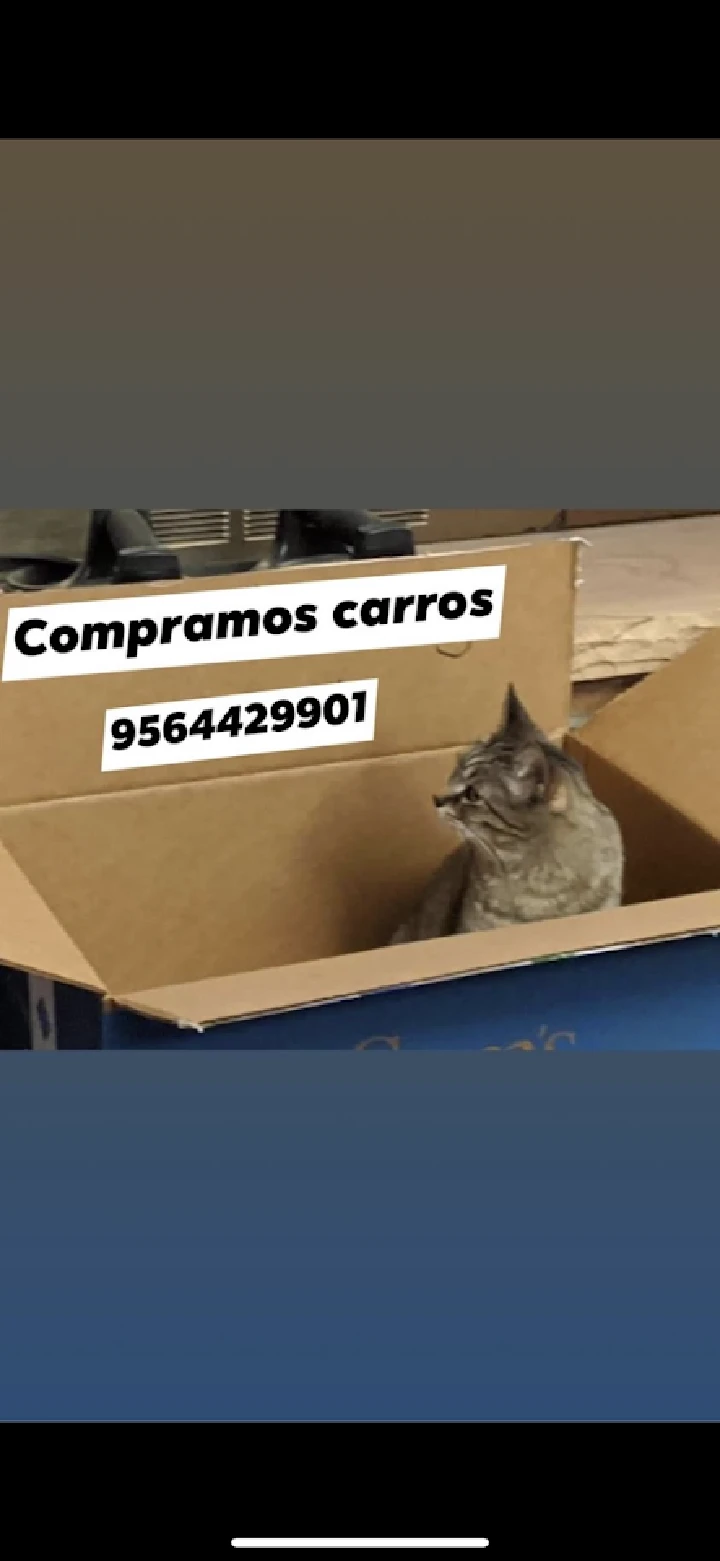 Cat sitting in a cardboard box with text overlay.