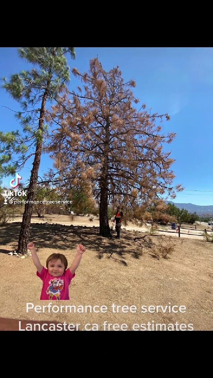 Child cheering near a tree service in a sunny yard.