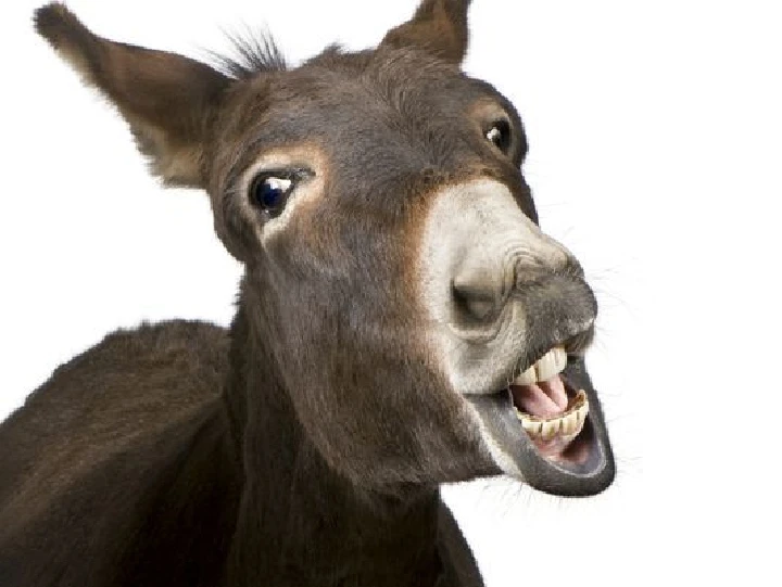 Smiling donkey with a playful expression.