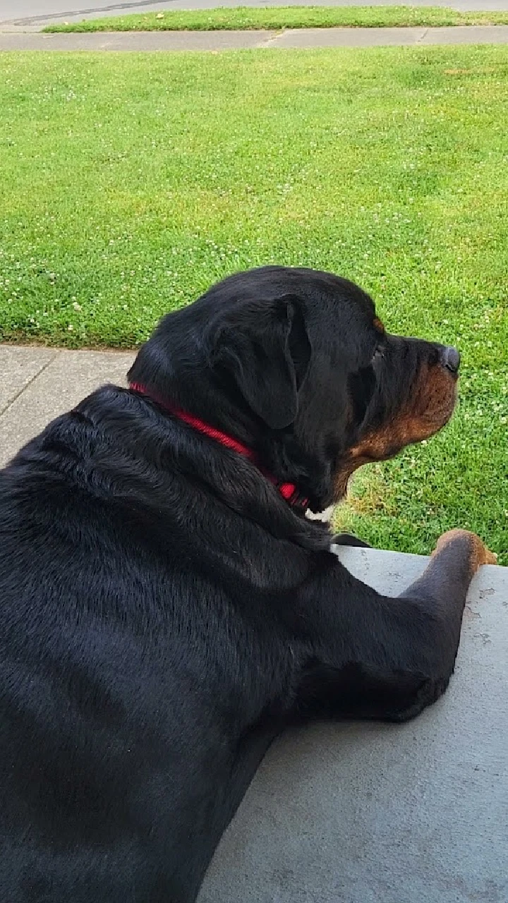 A dog lounging on a porch, enjoying the sun.